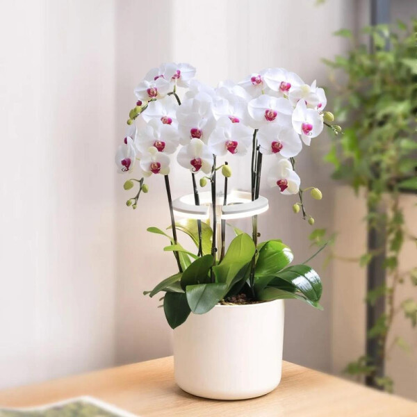 Светильник фито Cactus CS-LED-ORCHID Светильник фито Cactus CS-LED-ORCHID