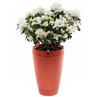 Умный горшок для растений Parrot POT (PF901011), красный Умный горшок для растений Parrot POT (PF901011), красный